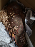 先日、実家から美味しい食材が送られてきました。